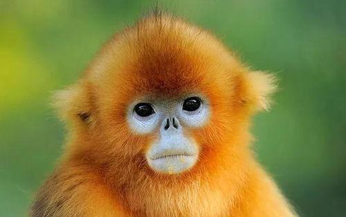 龙虎鼠最新爆料图片高清,高清图揭秘神秘面纱 第1张 龙虎鼠最新爆料图片高清,高清图揭秘神秘面纱 第1张